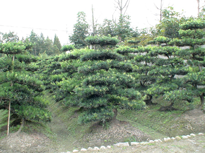 羅漢松 成都山外山園林綠化工程中的經(jīng)典綠韻